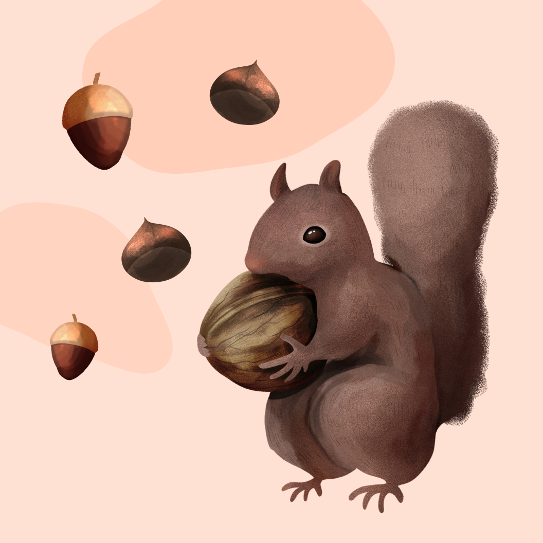 Veverka s oříškem (ilustrace)